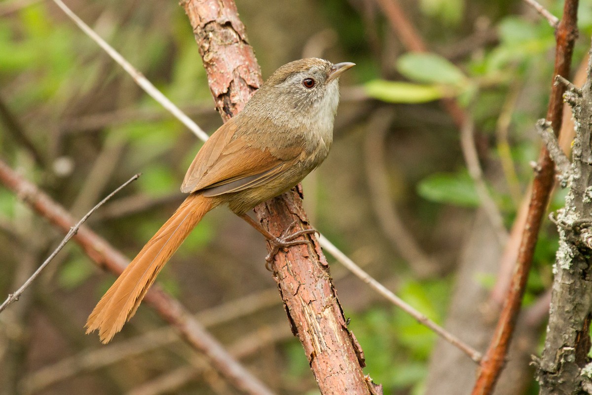 Rufous-tailed Babbler - ML621274935