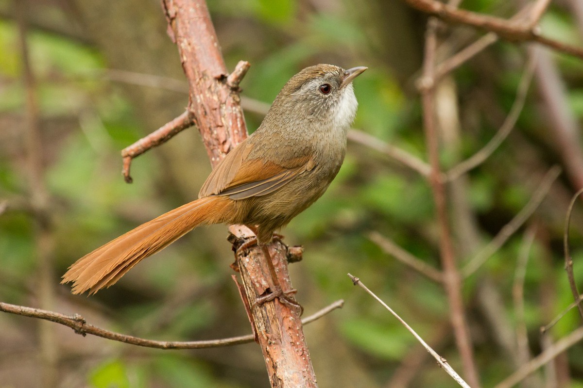 Rufous-tailed Babbler - Daniel Danckwerts (Rockjumper Birding Tours)