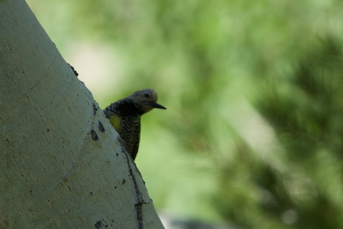 Williamson's Sapsucker - ML621274941