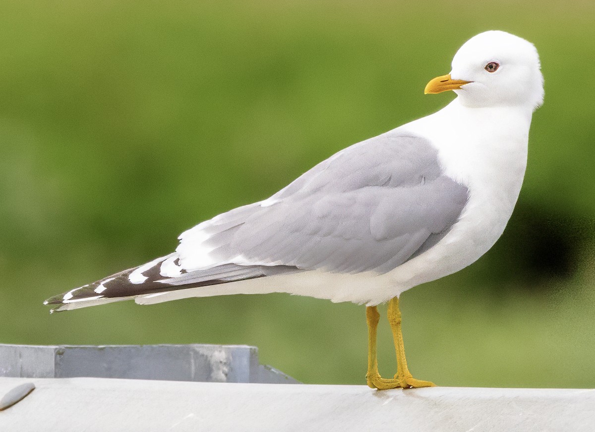 Short-billed Gull - ML621274949