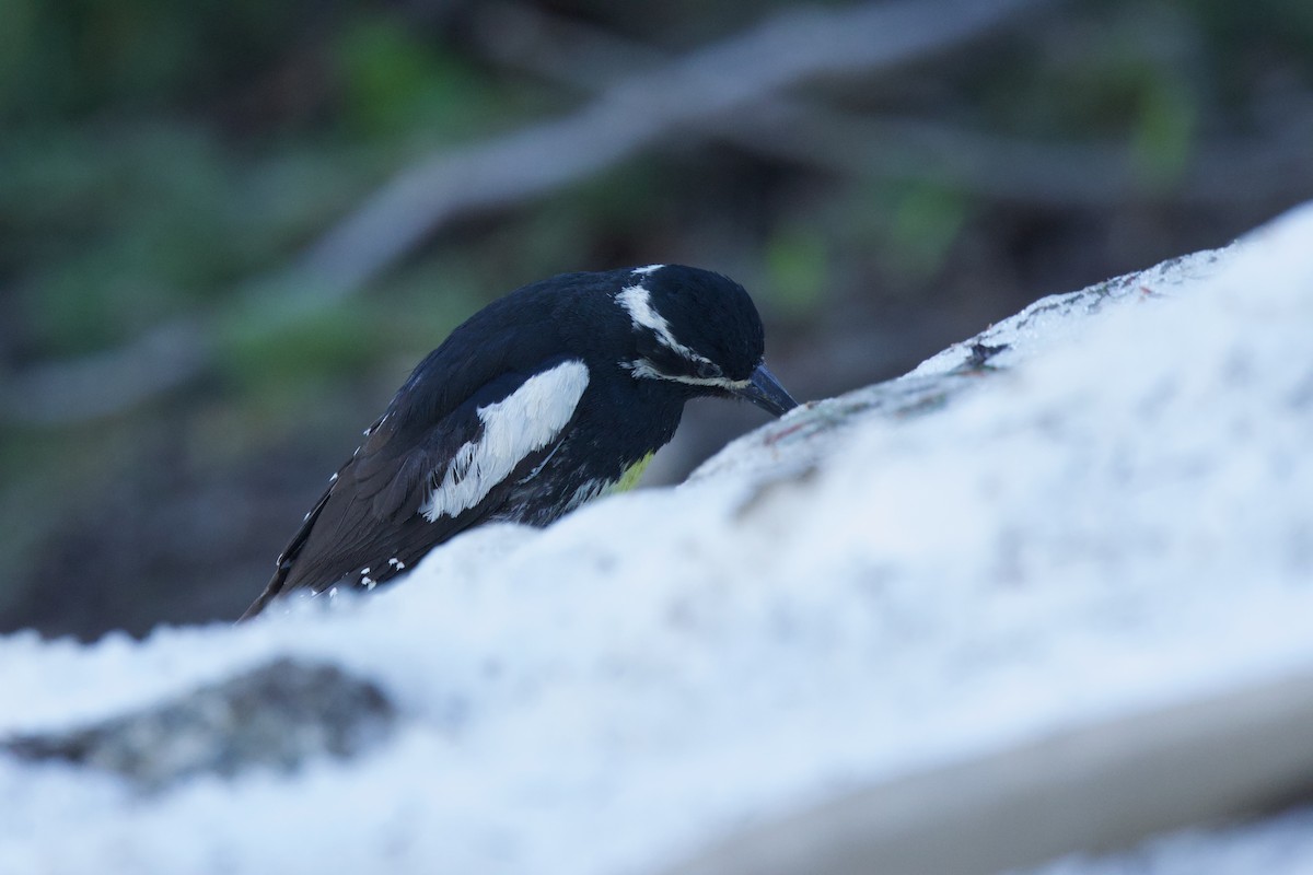 Williamson's Sapsucker - ML621274953