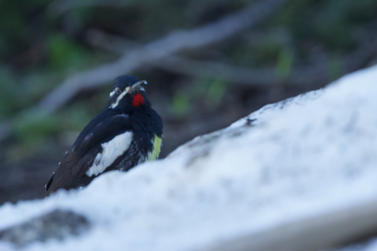Williamson's Sapsucker - ML621274959