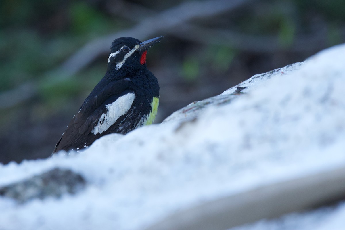 Williamson's Sapsucker - ML621274963