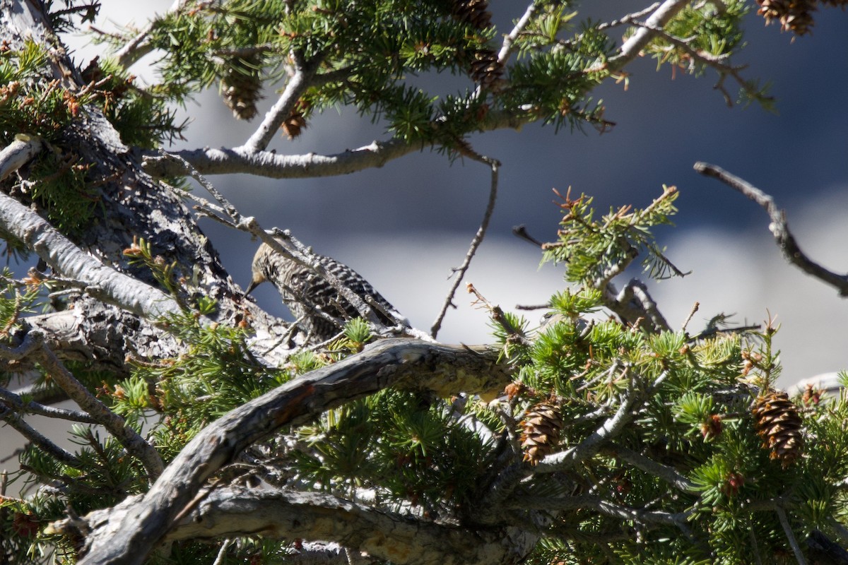 Williamson's Sapsucker - ML621274975