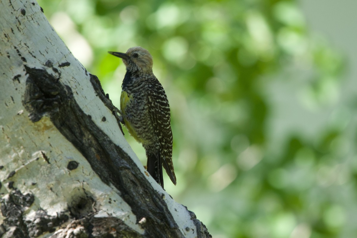 Williamson's Sapsucker - ML621274982