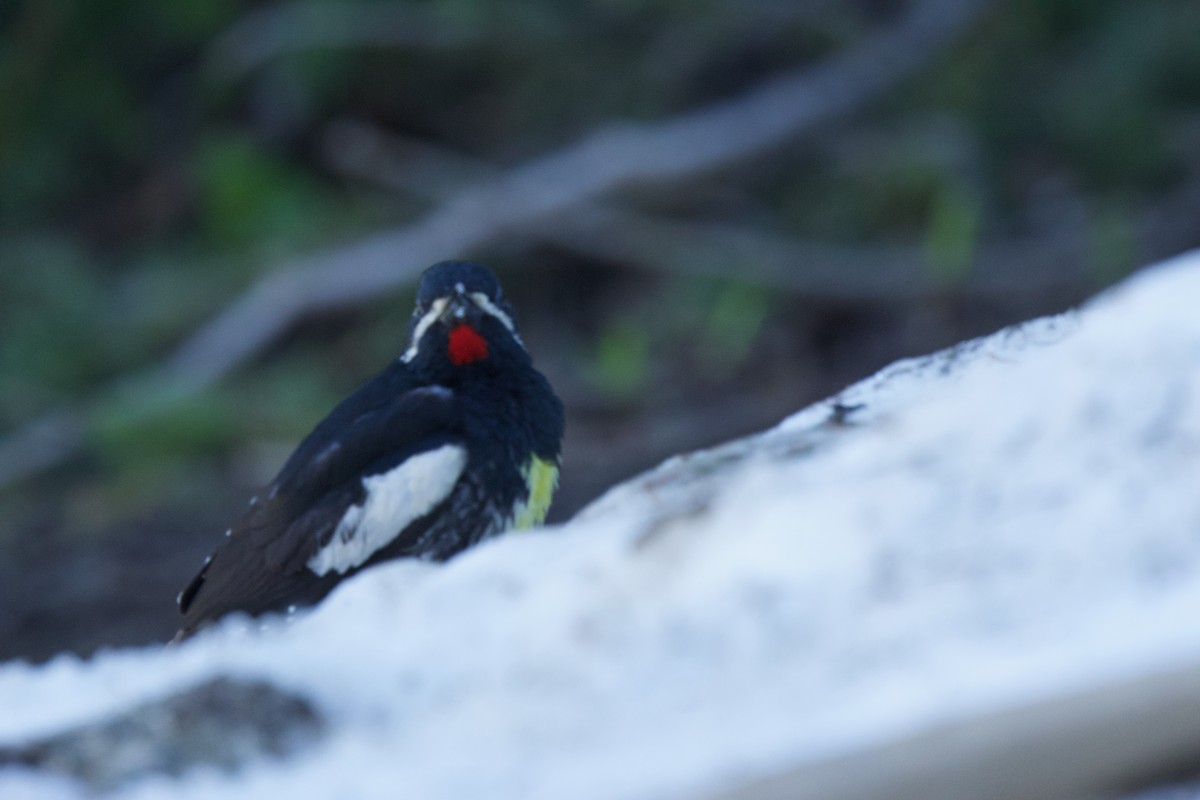 Williamson's Sapsucker - ML621274988
