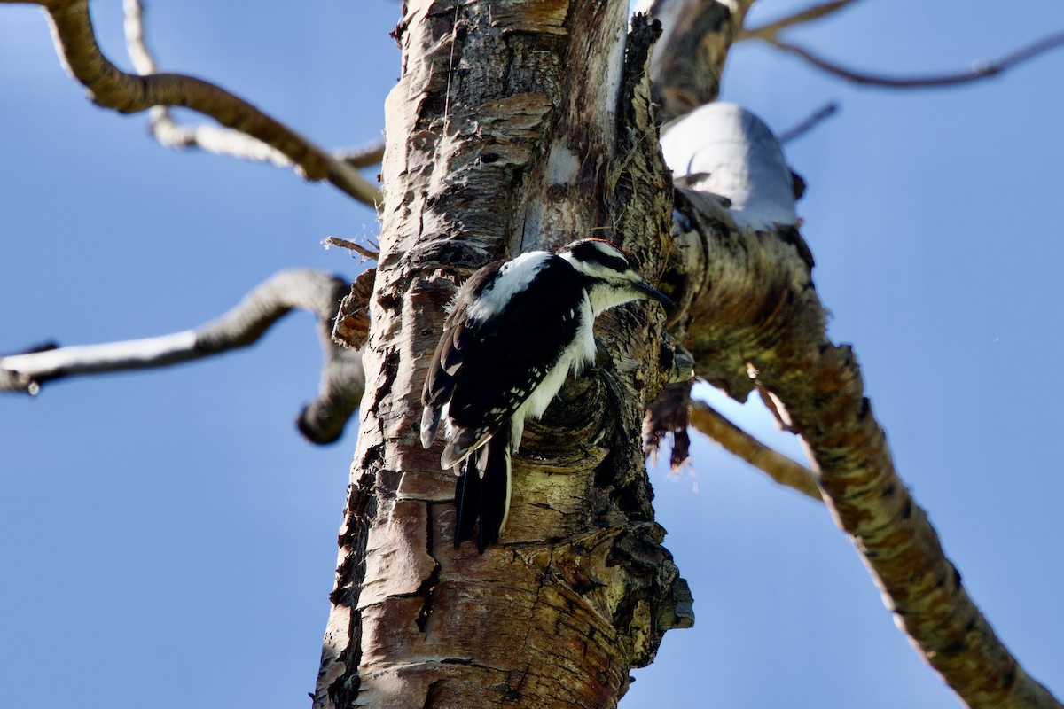 Hairy Woodpecker - ML621275007