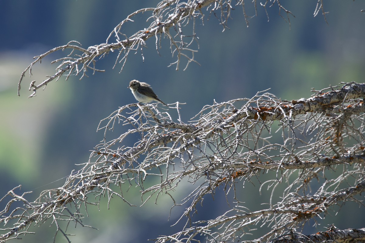 Ötücü Vireo - ML621275015