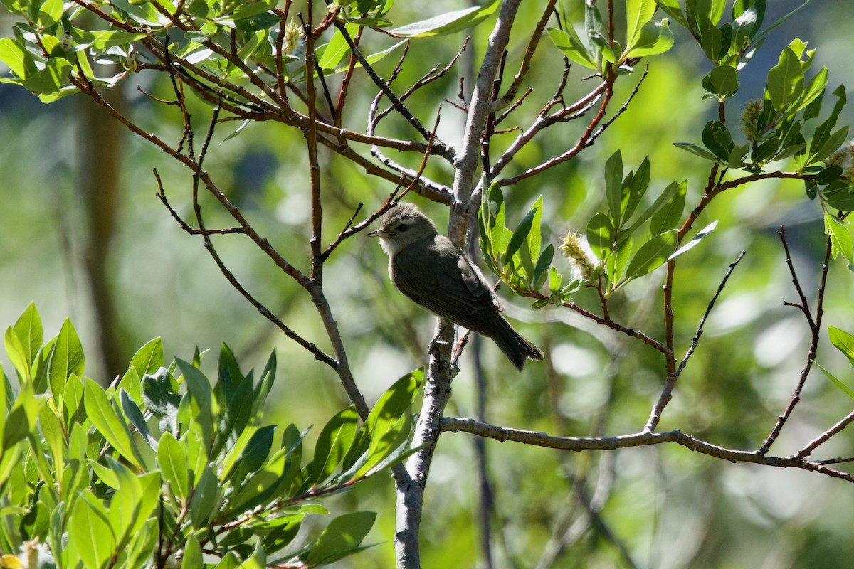 Warbling Vireo - ML621275022