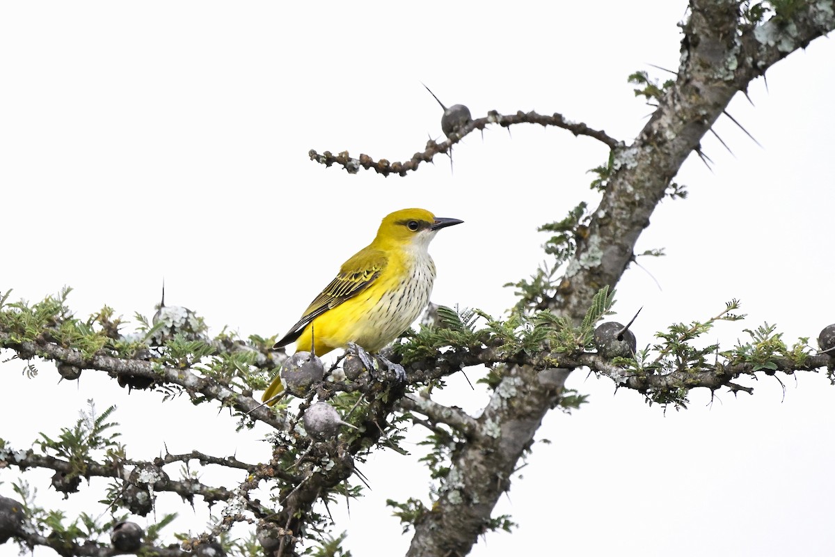 African Golden Oriole - ML621275030