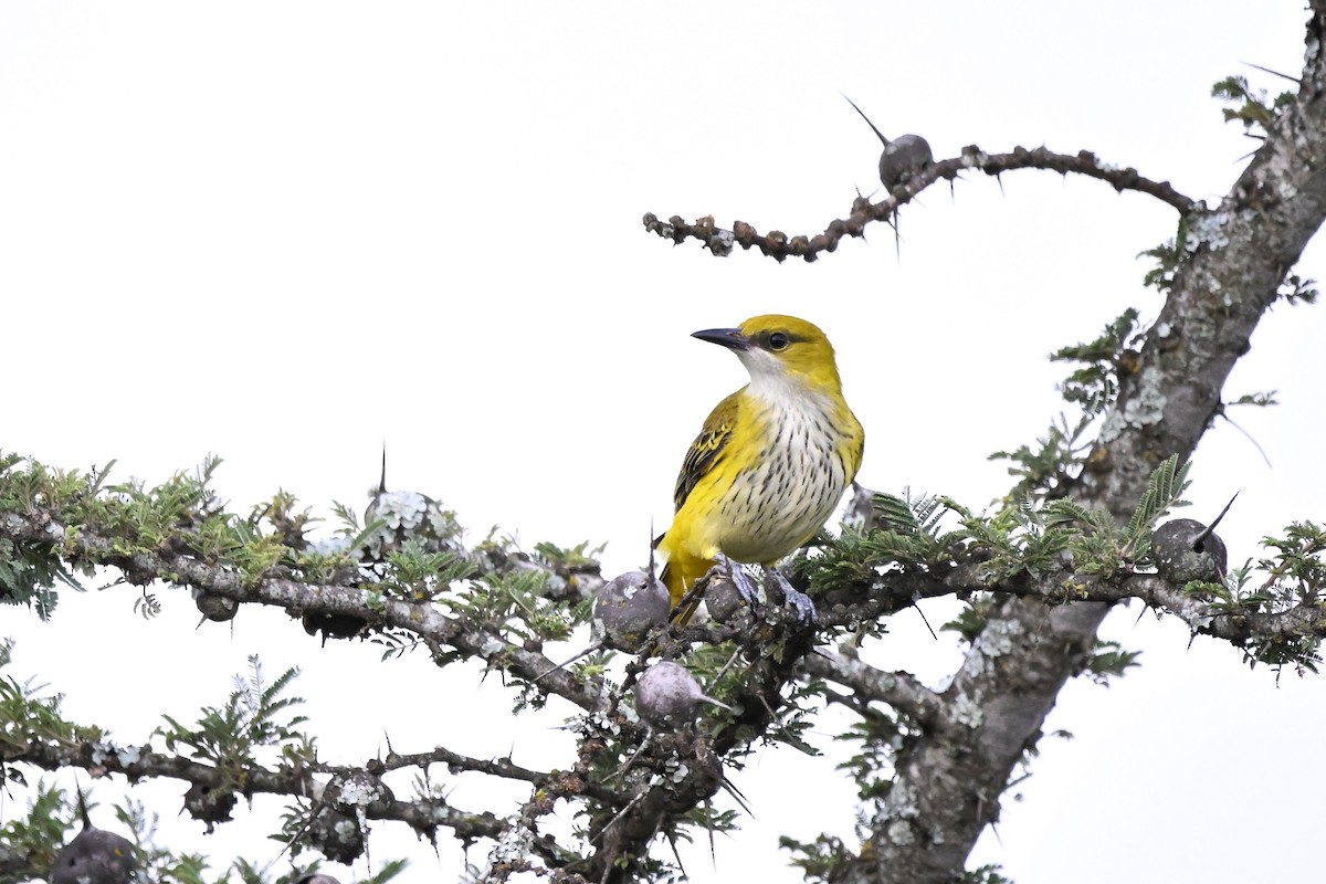 African Golden Oriole - ML621275032