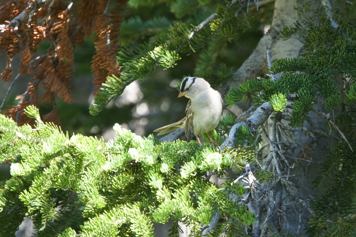 White-crowned Sparrow (oriantha) - ML621275051