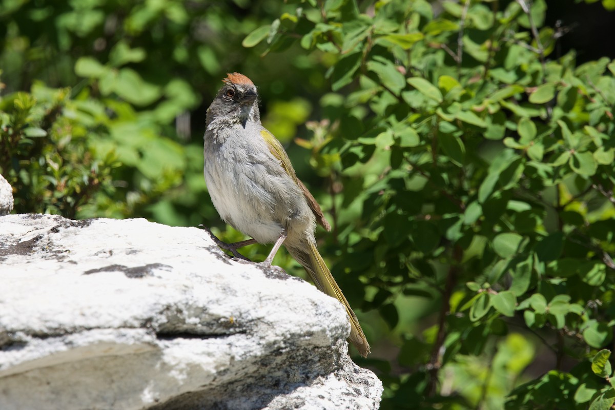 Green-tailed Towhee - ML621275053