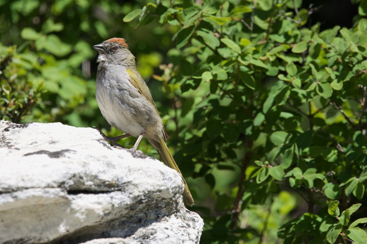 Green-tailed Towhee - ML621275057