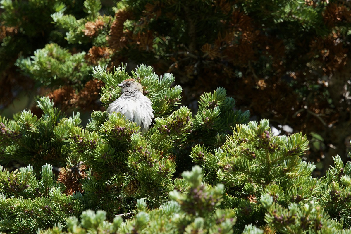 Green-tailed Towhee - ML621275063