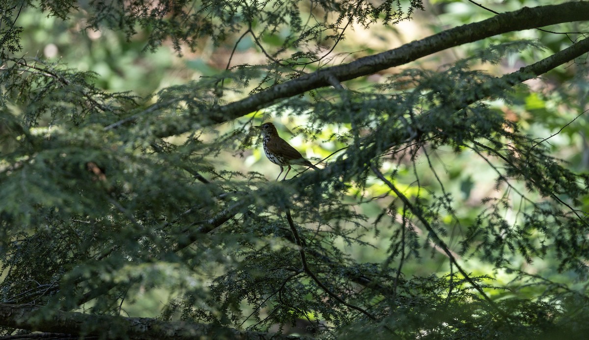 flekkskogtrost - ML621275186