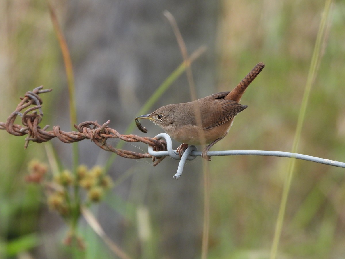 House Wren - ML621275207