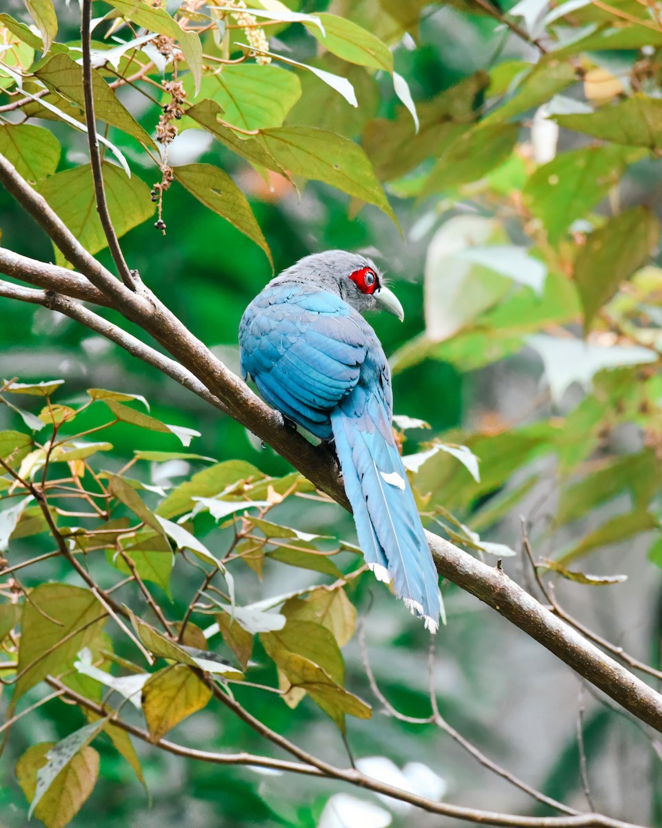 Black-bellied Malkoha - ML621275246