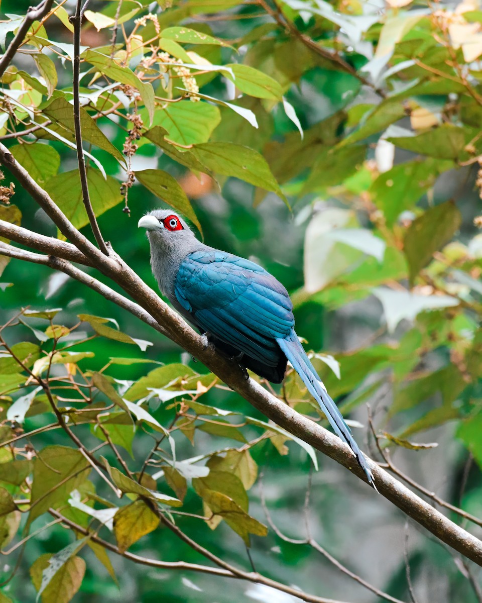 Black-bellied Malkoha - ML621275247