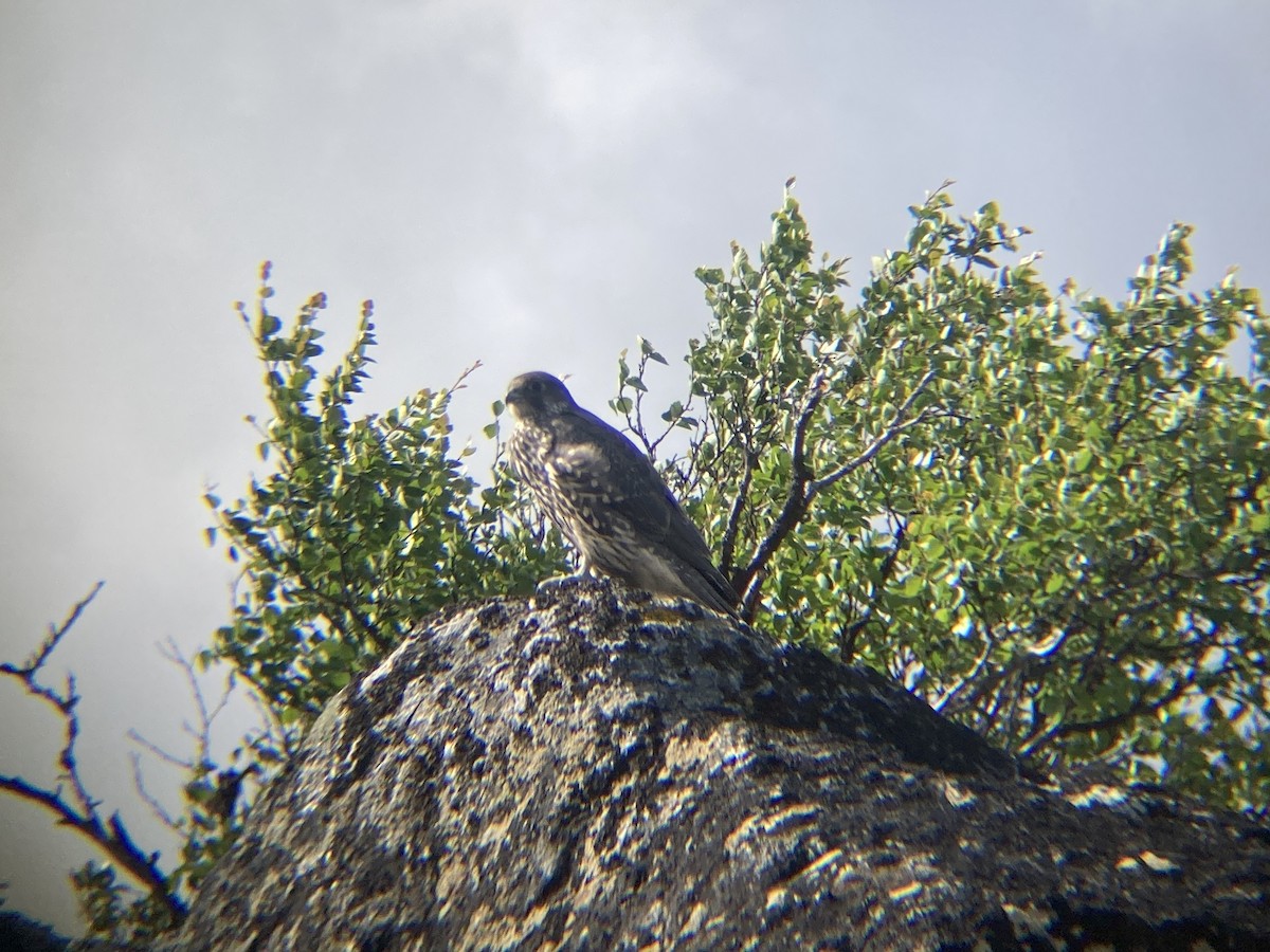 raroh lovecký - ML621275377