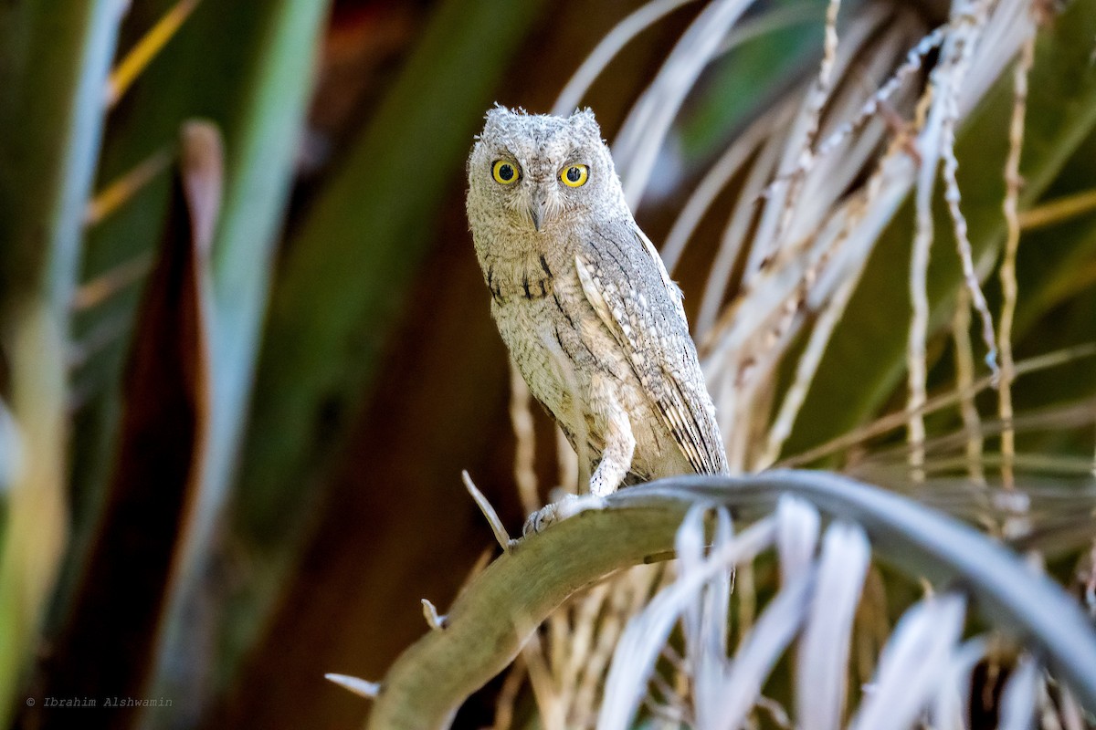 Pallid Scops-Owl - Ibrahim Alshwamin