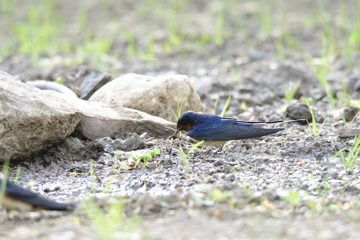 Barn Swallow - ML621275470