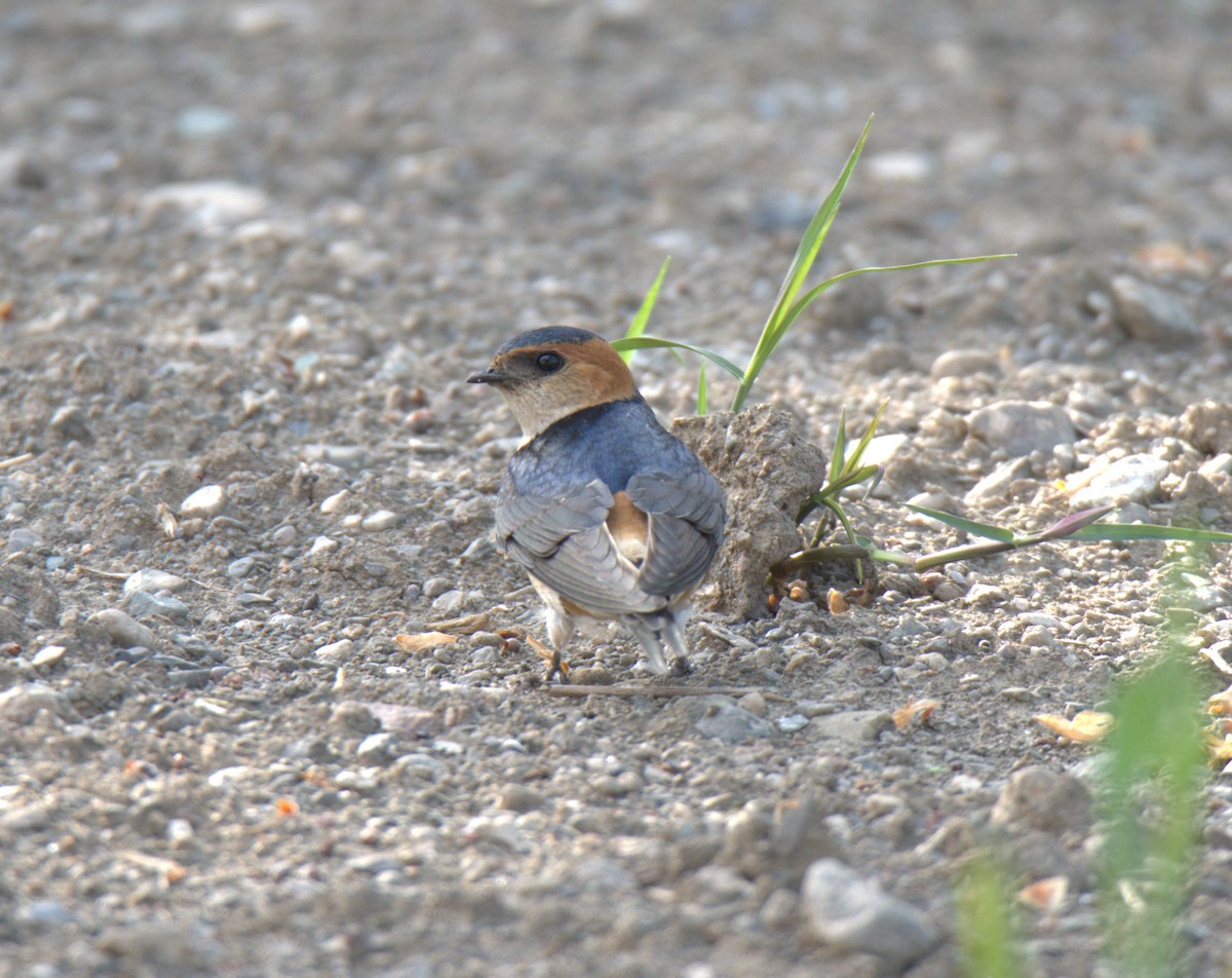 European Red-rumped Swallow - ML621275471
