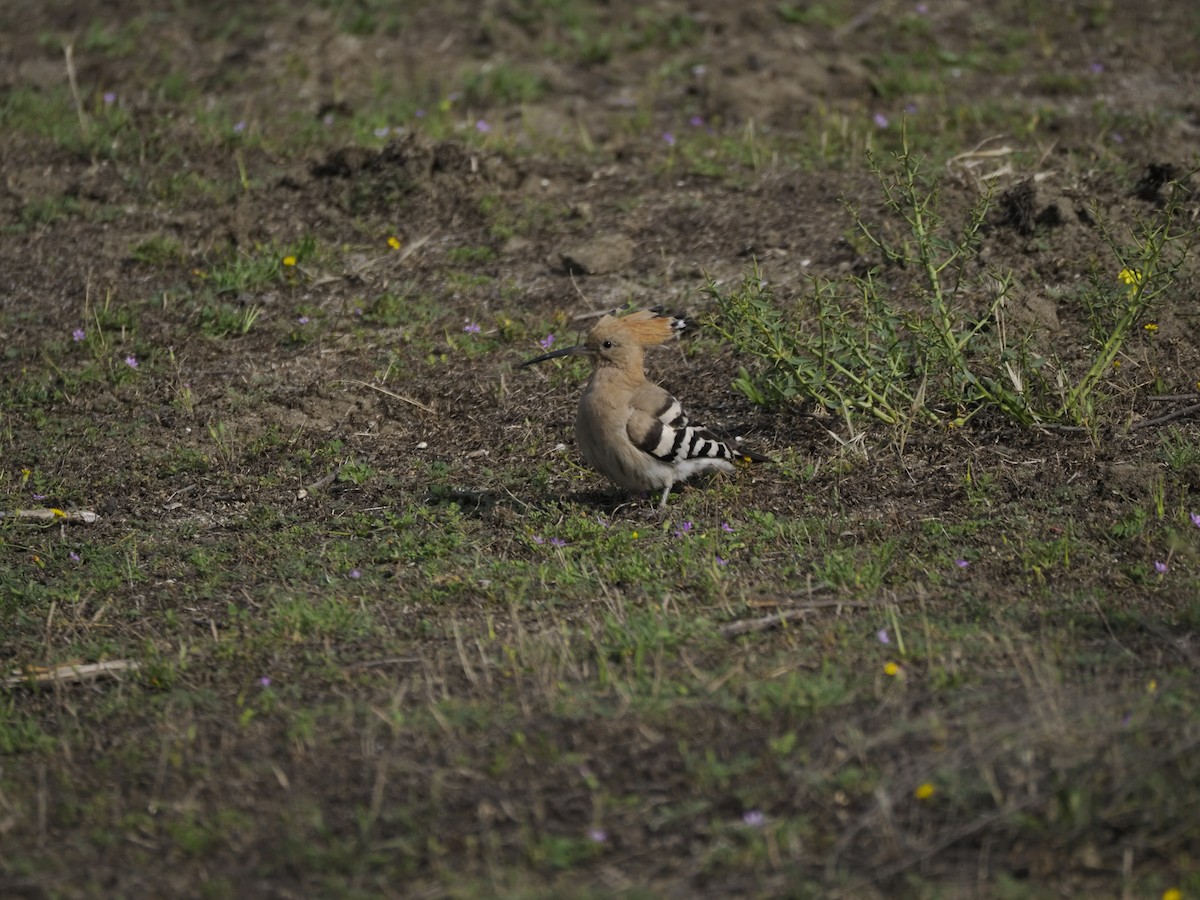 Eurasian Hoopoe - ML621275505