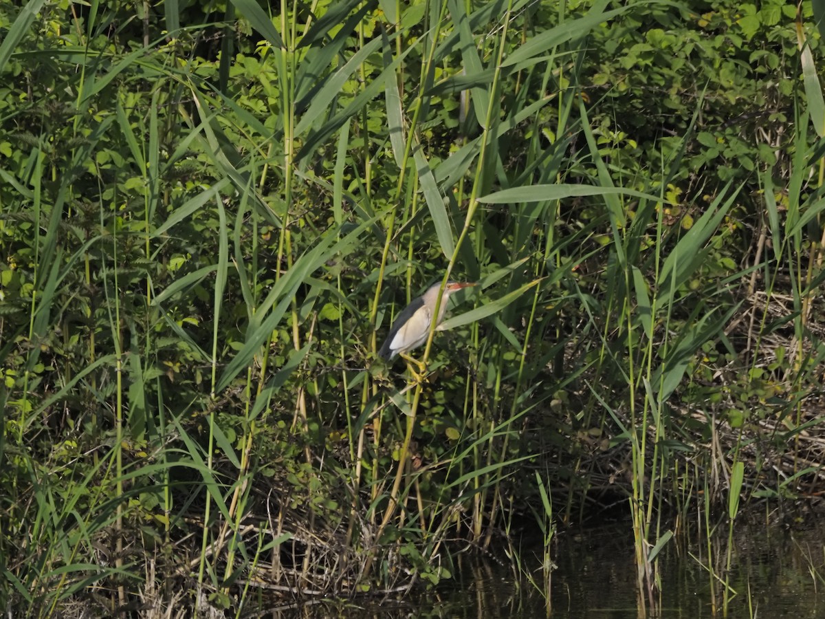 Little Bittern - ML621275513