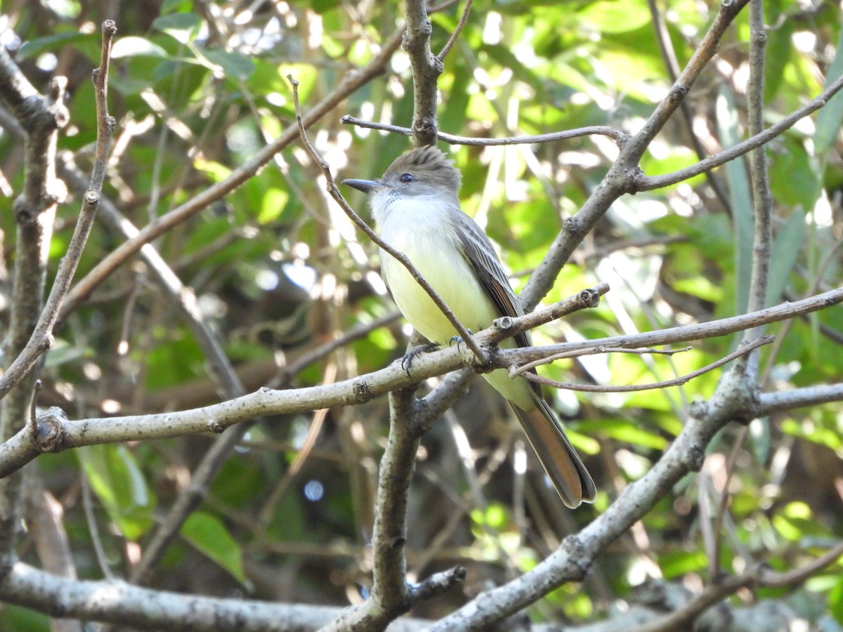 Brown-crested Flycatcher - ML621275520