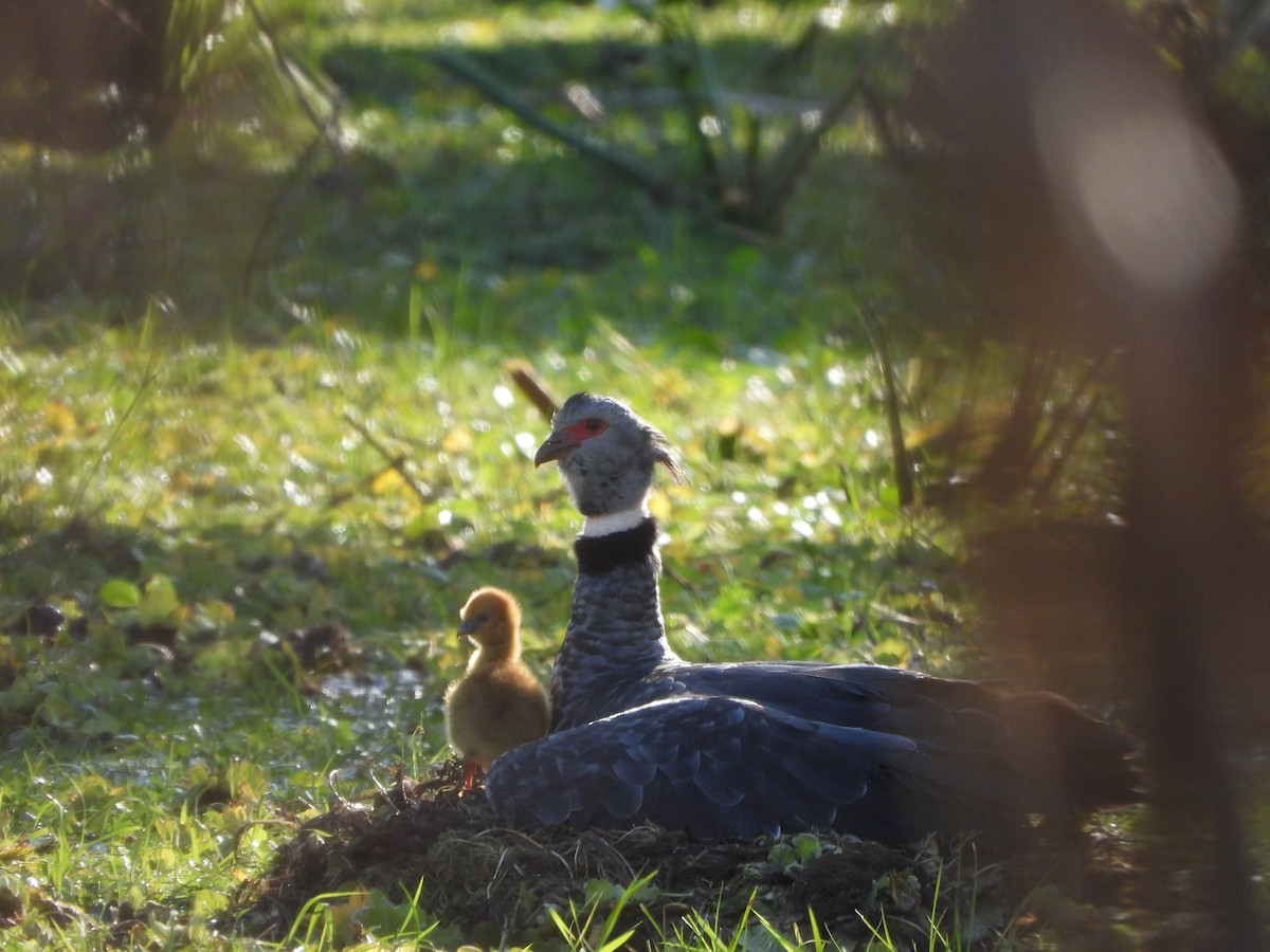 Southern Screamer - ML621275563