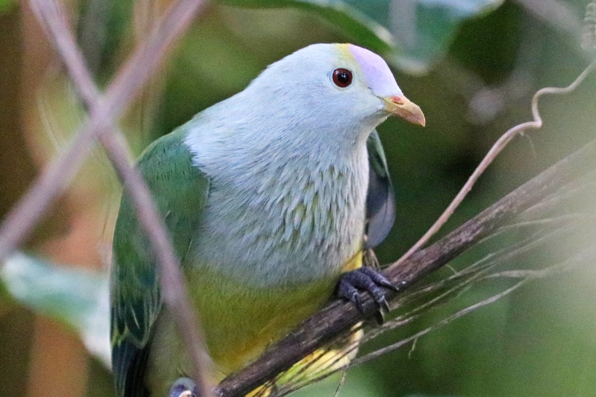 Raiatea Fruit-Dove - ML621275777