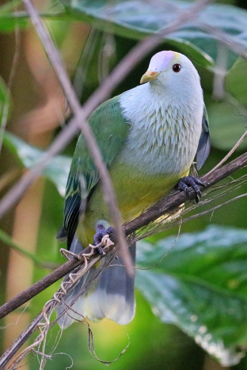 Raiatea Fruit-Dove - ML621275778