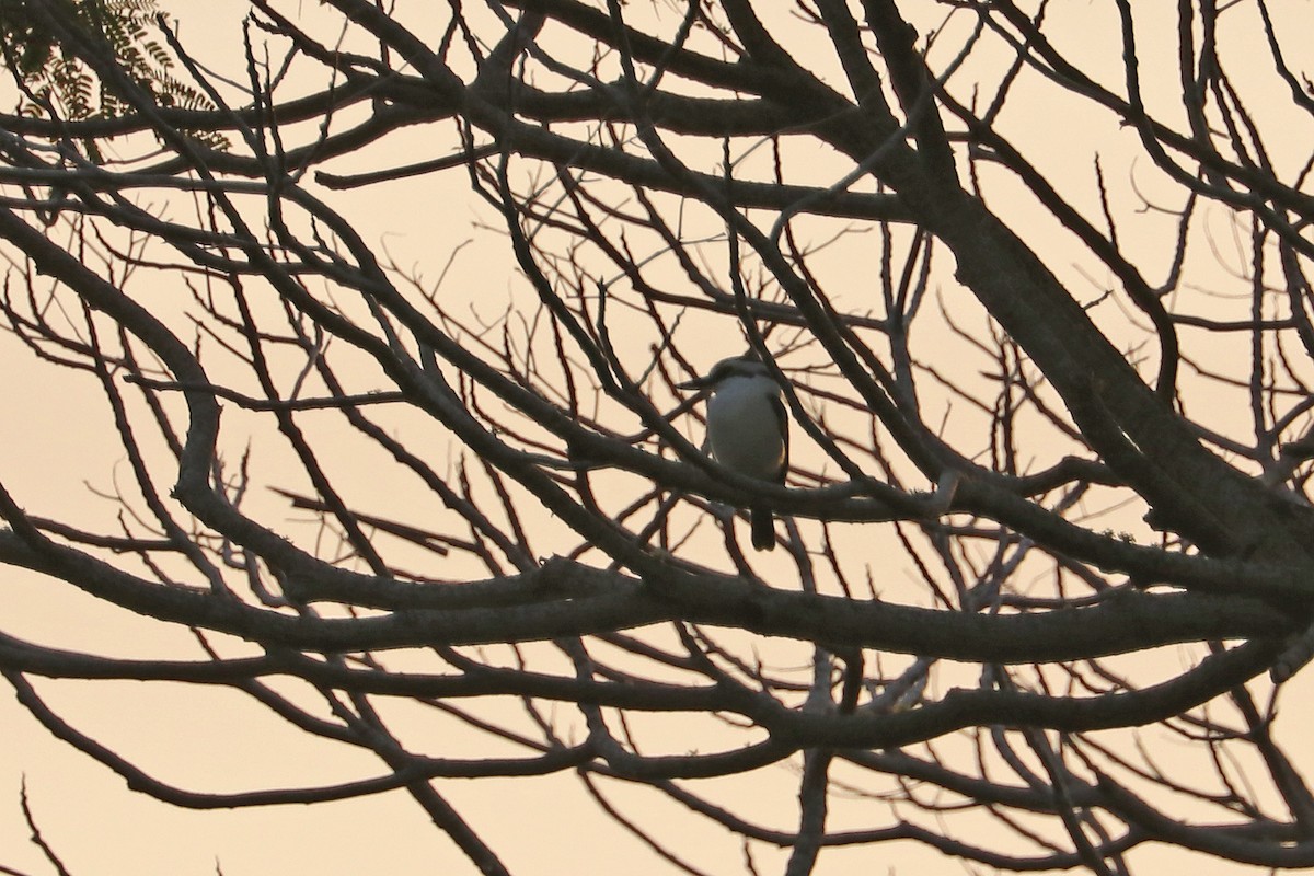 Chattering Kingfisher - ML621275782