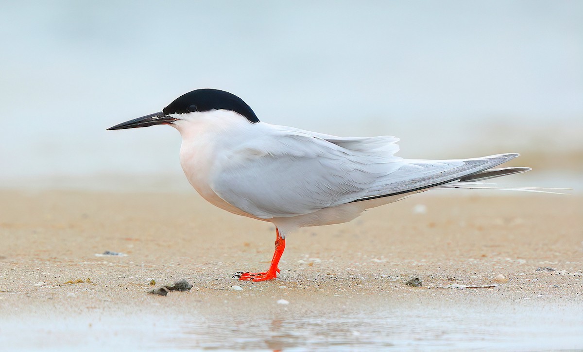 Roseate Tern - Albin Jacob