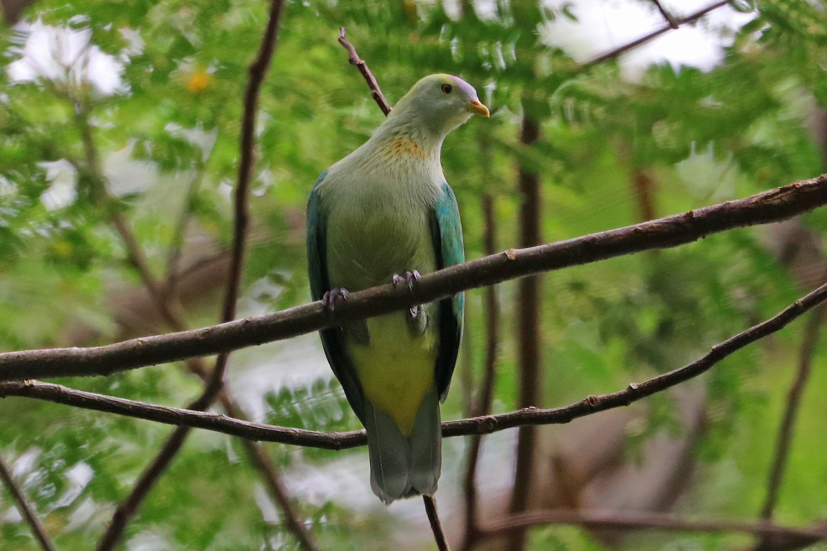 Gray-green Fruit-Dove - ML621275893