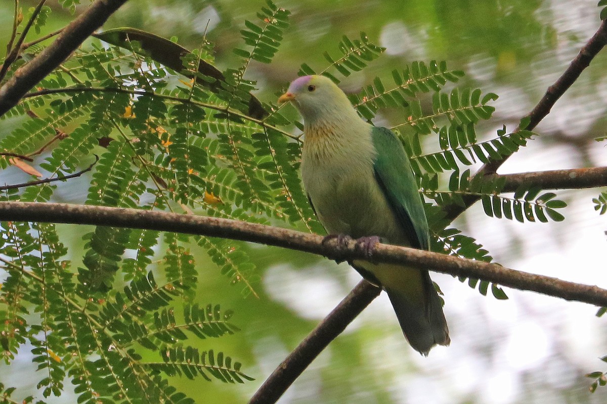 Gray-green Fruit-Dove - ML621275894