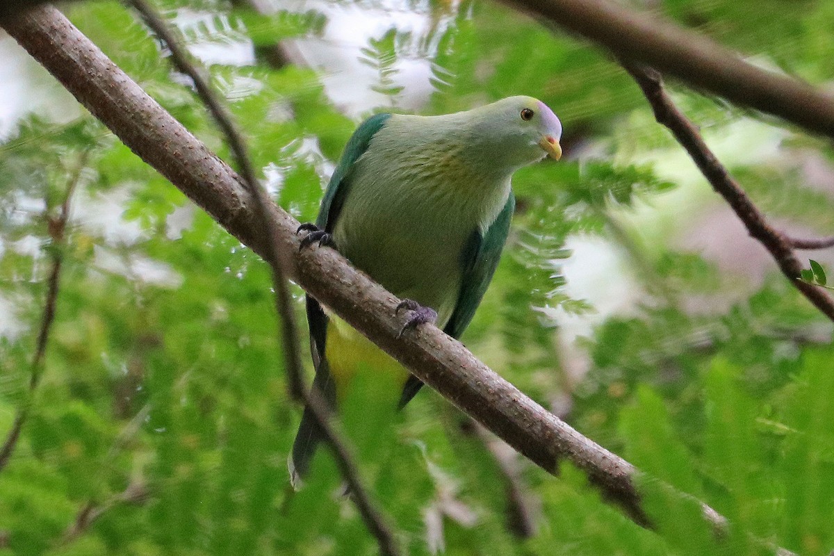 Gray-green Fruit-Dove - ML621275895