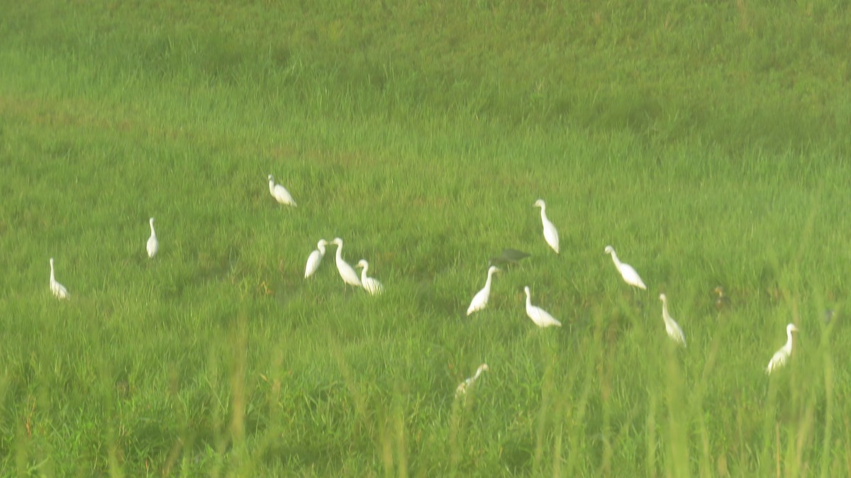 Little Blue Heron - ML621275917