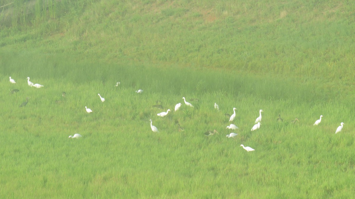 Little Blue Heron - ML621275924