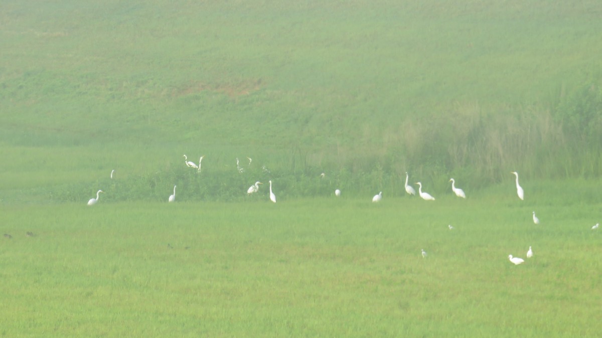 Little Blue Heron - ML621275931