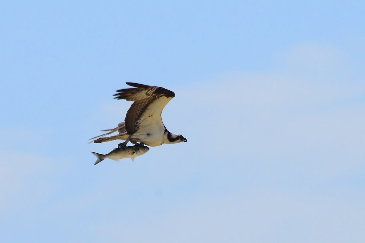 Balbuzard pêcheur - ML621276052