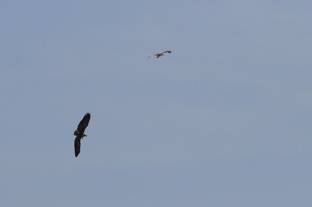 Bald Eagle - ML621276065