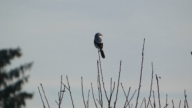 חנקן גדול - ML621276114