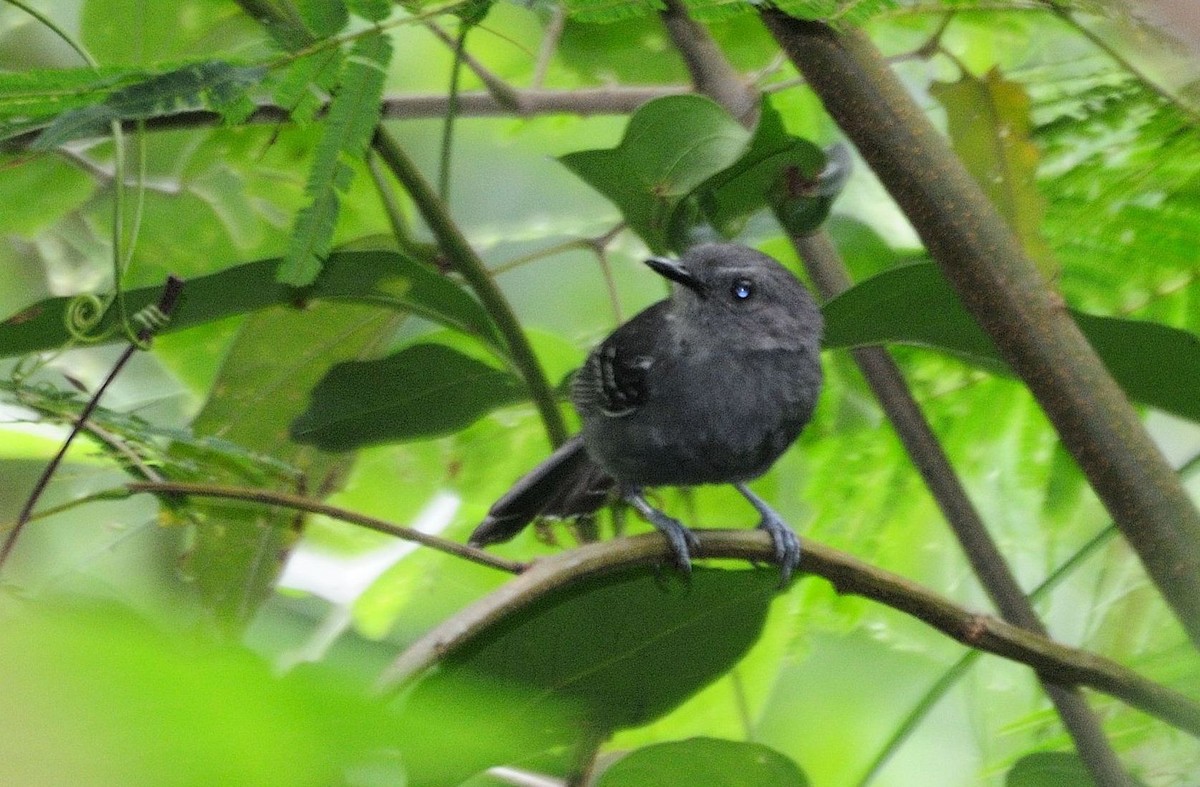 Rio de Janeiro Antbird - ML621276154