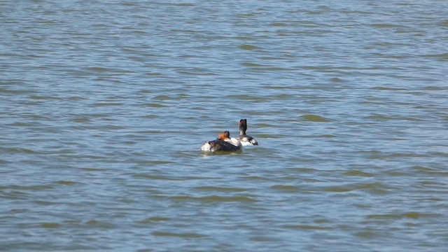 טבלן מצויץ - ML621276200