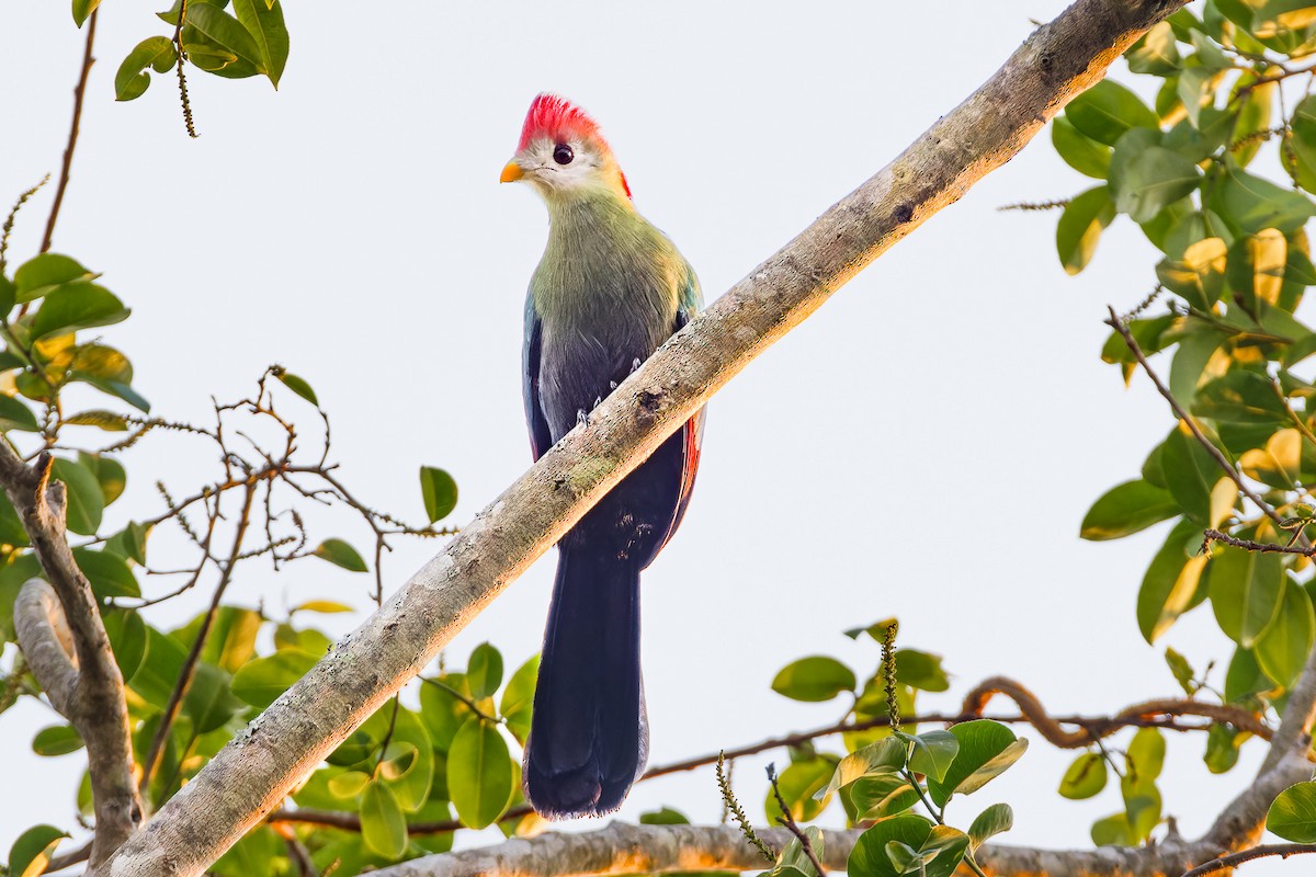 Red-crested Turaco - ML621276226