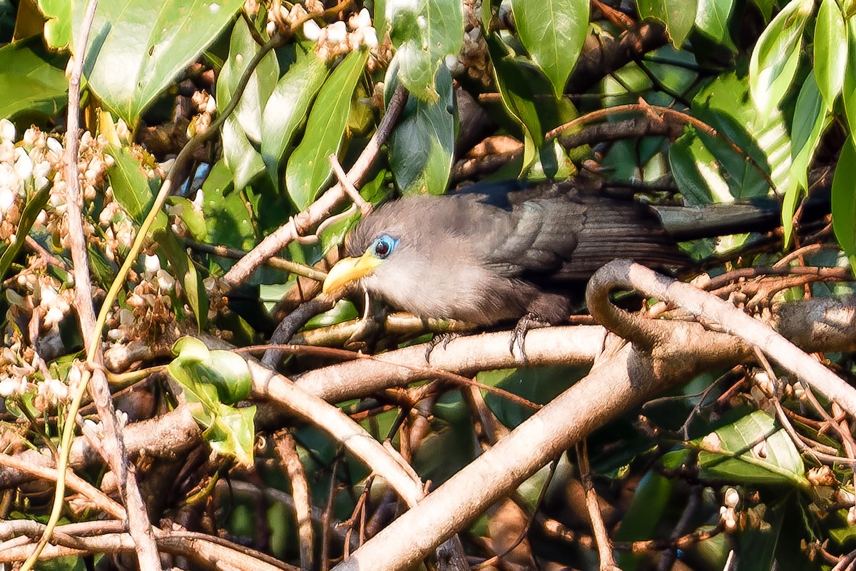 Blue Malkoha - ML621276294