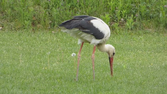 חסידה לבנה - ML621276301