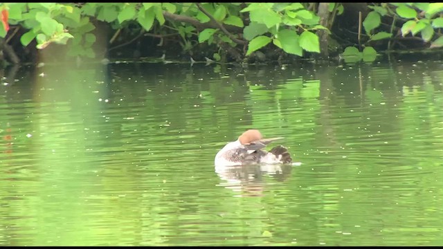 Common Goldeneye - ML621276514